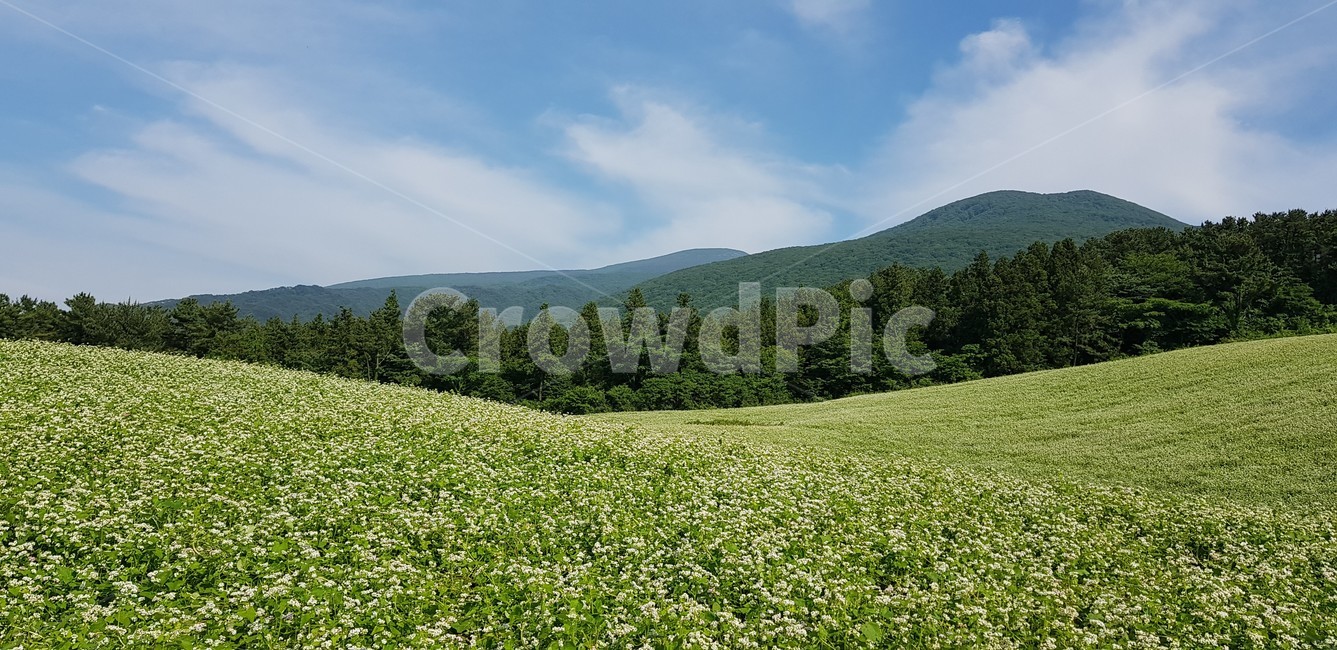 메밀꽃,오름,풍경,구름,산