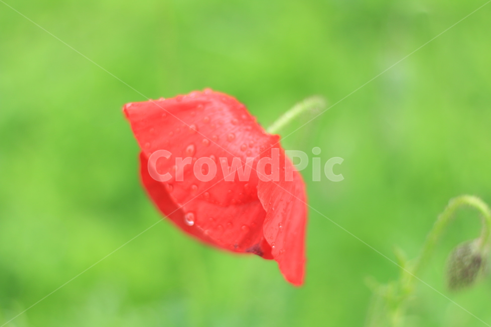여름,향기,비,양귀비,위로,식물,자연,plants,nature,꽃,flower