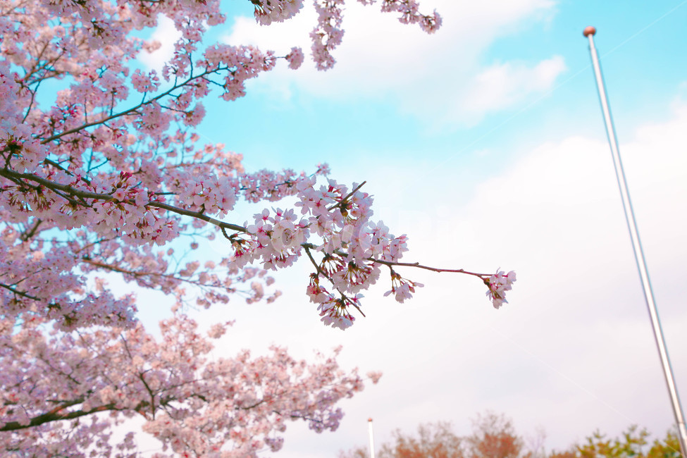 봄,벚꽃,감성사진,자연,계절,spring,꽃,season,올렛길,금오산,벚꽃길,봄,계절,spring,season,꽃,flower,plant,식물,blossom,cherry blossom