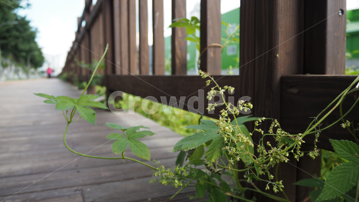 식물,야외,그린,plants,outdoors,green,식물,자연,plants,nature