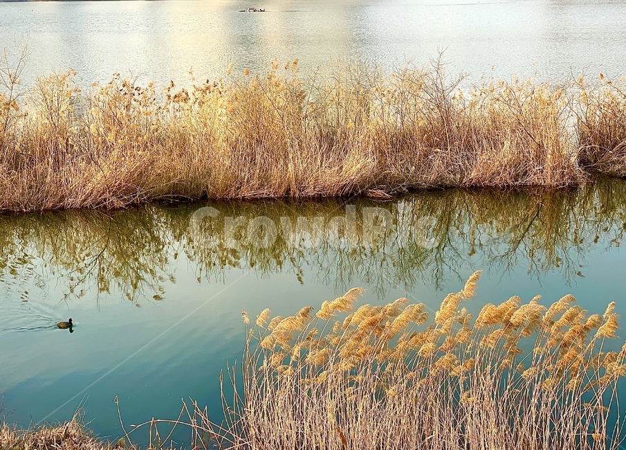 plant,식물,water,물,옥외,갈대,nature,자연,호수