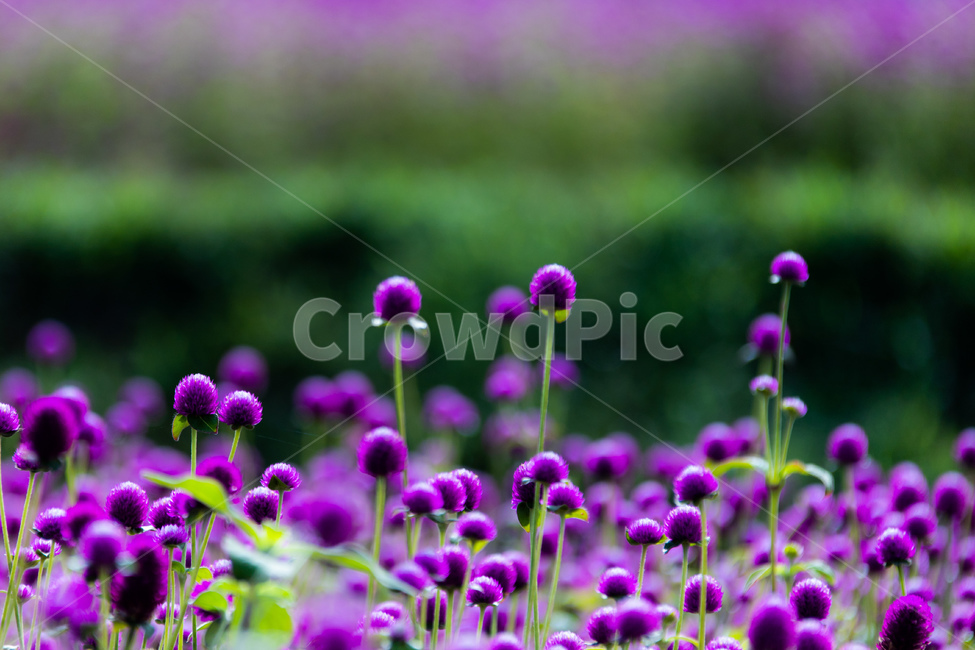 식물,꽃,분홍,천일홍,자연,식물,자연,plants,nature,꽃,flower