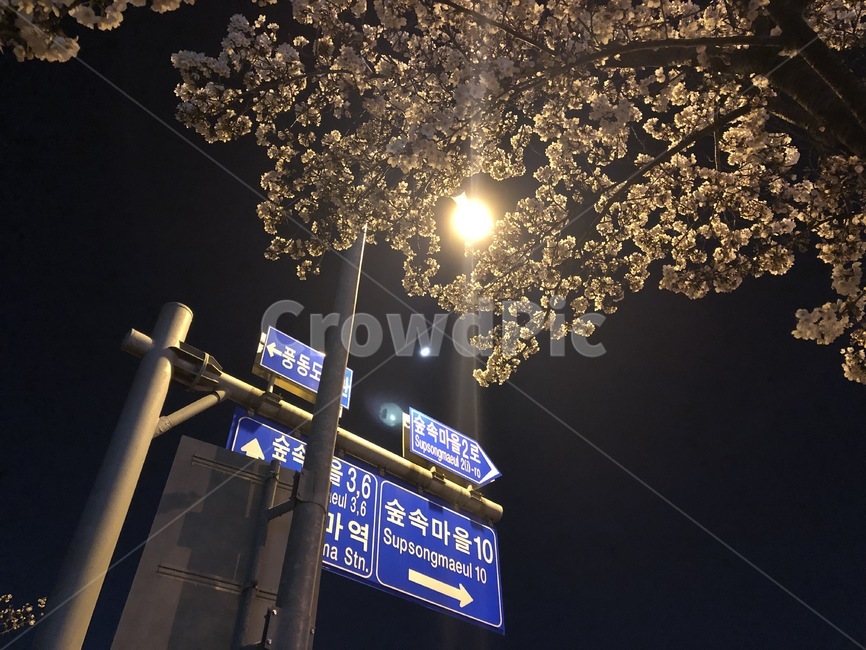 벚꽃,야경,표지판,저녁,밤,불빛,봄,계절,spring,season,야경,밤,풍경,nightscape,night,landscape,light,빛,flare,플레어