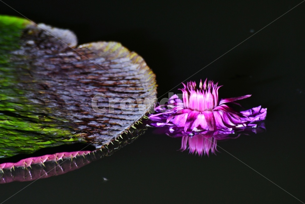 plant,식물,blossom,flower,연꽃,꽃,빅토리아연,빅토리아연꽃,식물,자연,plants,nature,꽃,flower