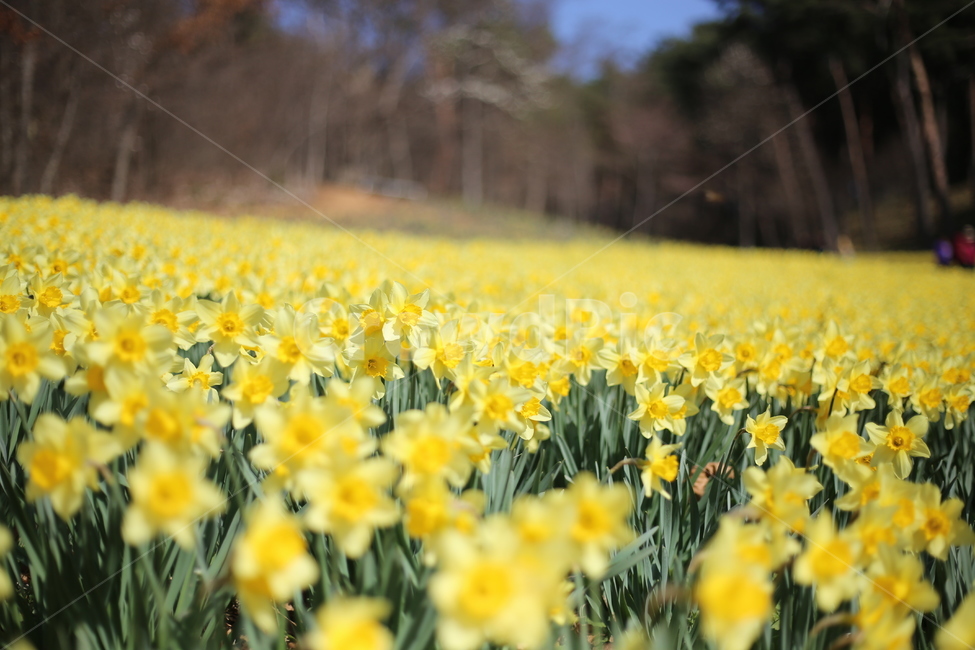 수선화,노랑,봄,봄꽃,자연,봄,계절,spring,season,식물,자연,plants,nature,꽃,flower,plant