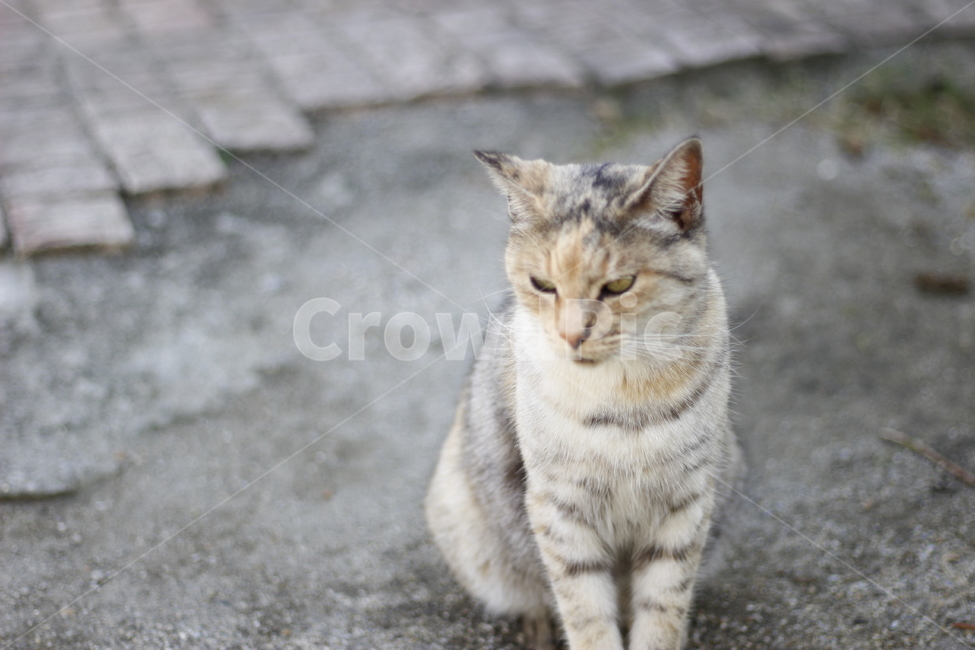 고양이,반려동물,반려묘,동물,길고양이,집사,애완동물,cat,pet,kitten,animal,동물,animal,고양이,cat,kitten,kitty