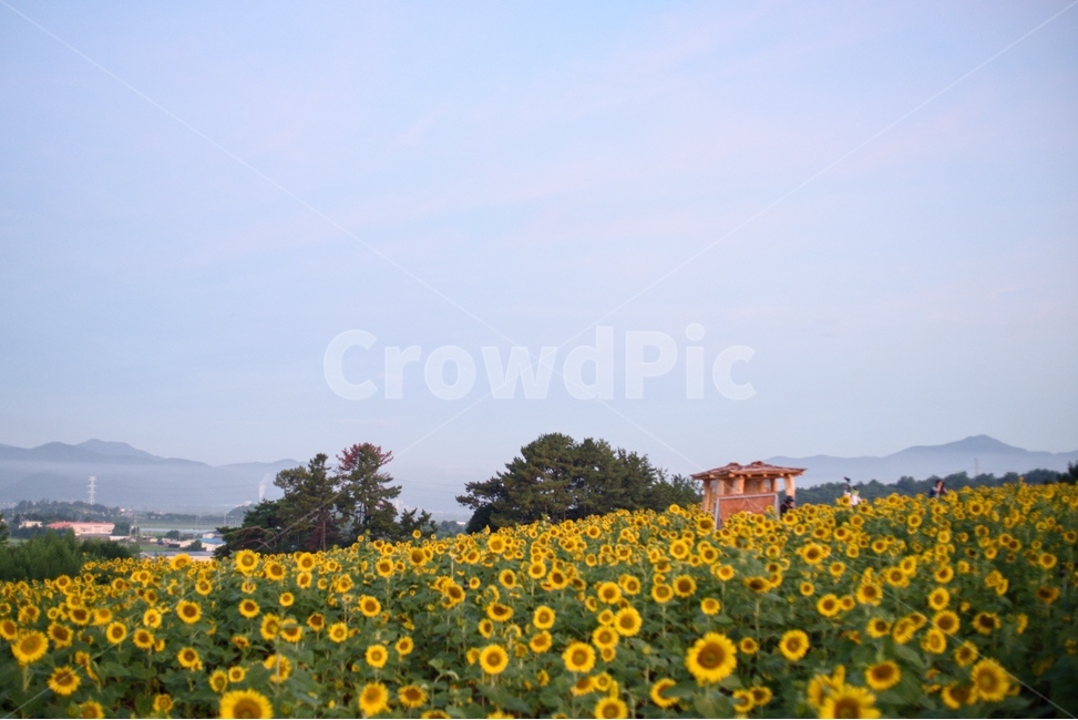 꽃,해바라기,자연,풍경,여름,자연,풍경,nature,landscape,plant,식물