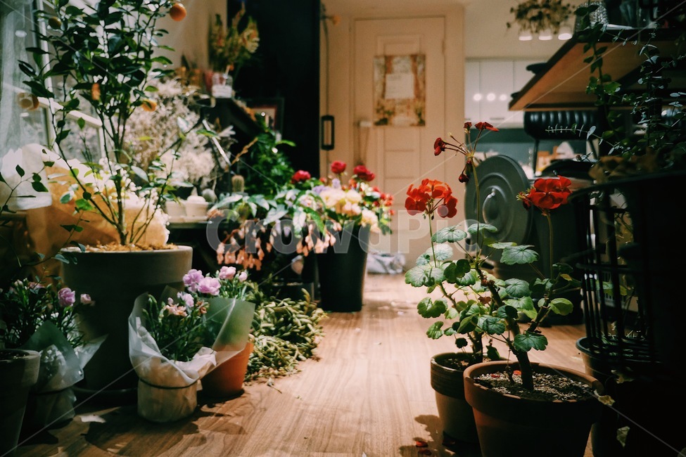 정원,가드닝,꽃집,화분,꽃,집,실내용화초,화분,화초,house plant