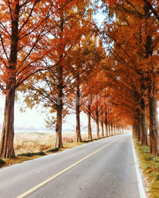 담양,아침,가로수,도로,메타세콰이어,가을,계절,fall,autumn,season,자연,풍경,nature,landscape,한국자연풍경,한국자연경관,korea nature landscape,식물,plants,나무,trees,wood,tree,plant