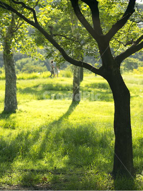 풍경,자연,나무,빛,nature,tree,light,식물,자연,plants,nature,나무,trees,wood