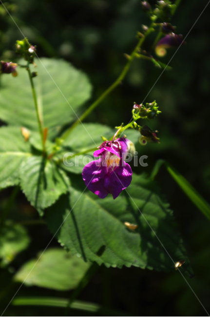 flower,plant,꽃,식물,자연,blossom,식물,자연,plants,nature,꽃,flower