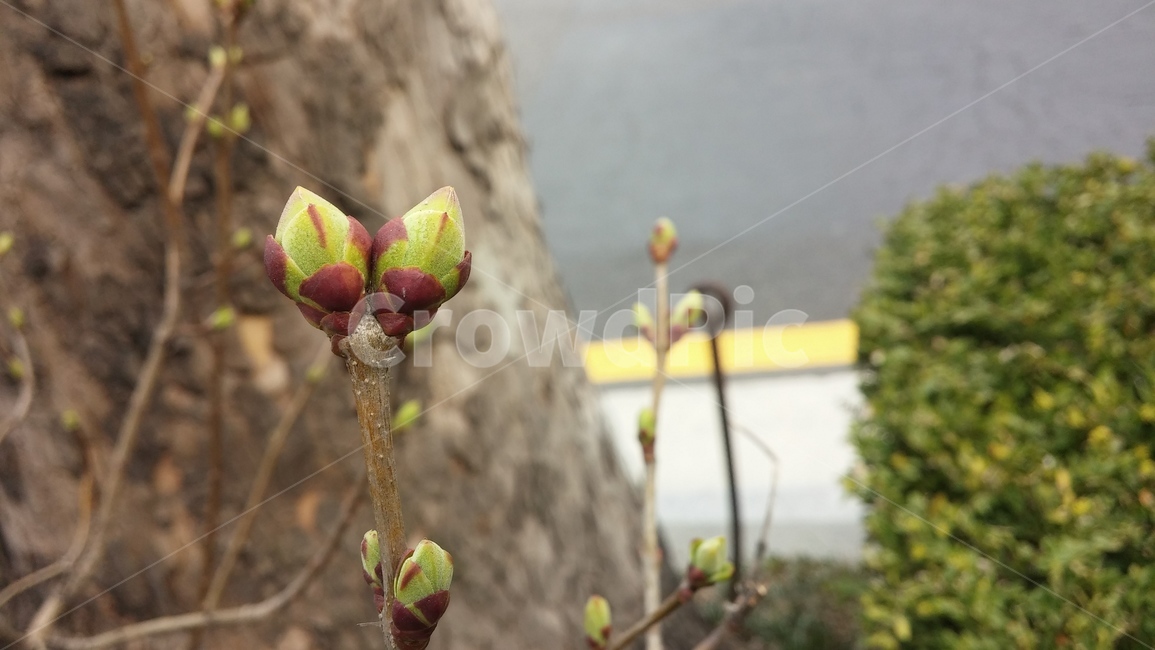 꽃봉오리,새싹,꽃,식물,도시자연,plant,blossom,flower,봄,spring,새로운시작,활기찬,희망,bud,sprout,성장,싹