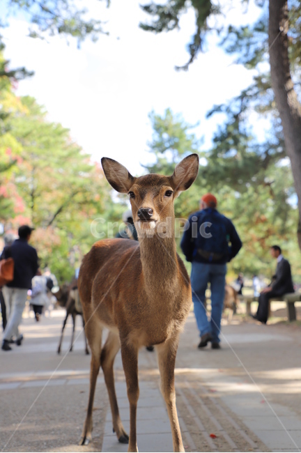 사슴,동물,deer,animal,動物,동물,animal,포유류,mammal,사람들,대중,군중,other people,crowd