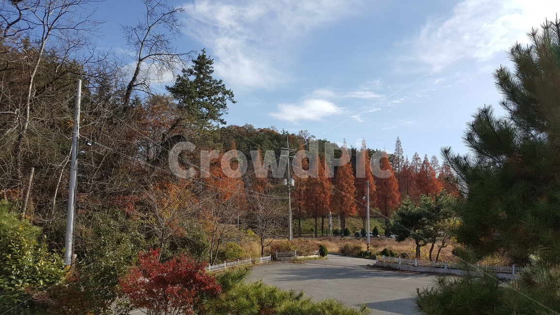 가을,풍경,메타스퀘이아길,자연,시골길,가을,계절,fall,autumn,season,자연,풍경,nature,landscape,tree,나무,plant,식물,fir,전나무,conifer,구과 식물
