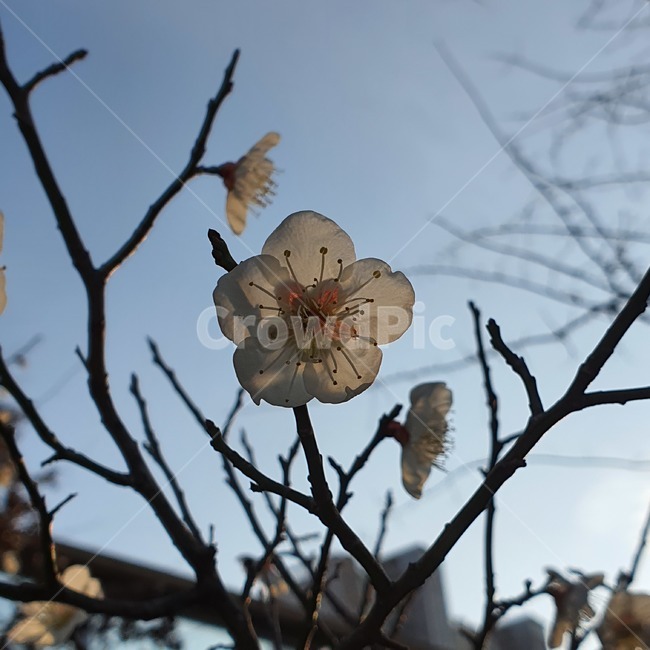 plant,식물,매화,봄,벚꽃