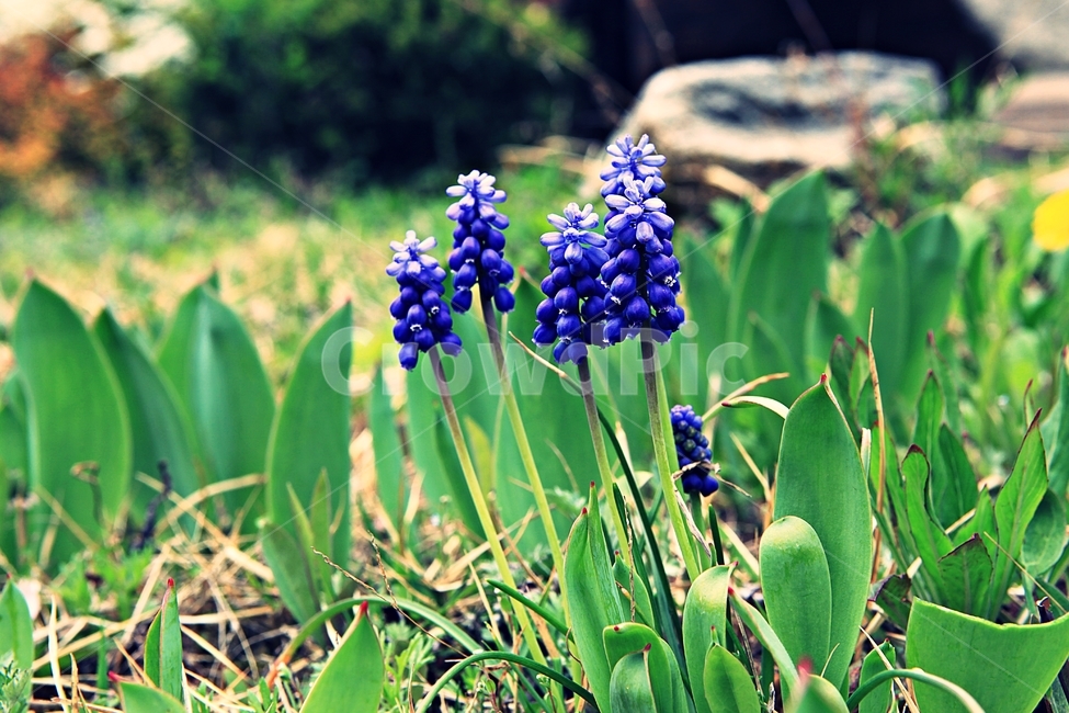무스카리,꽃,식물,배경,자연,식물,자연,plants,nature,꽃,flower