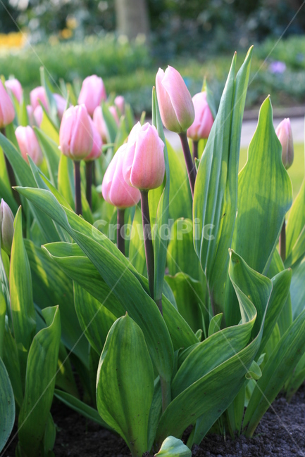 꽃,정원,튤립축제,식물,꽃밭,튤립,분홍튤립,분홍색꽃,pinktulip,flower,garden,tulip,pinkflower,식물,자연,plants,nature,꽃,flower