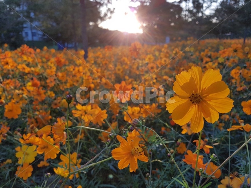 코스모스,가을꽃,노을,주황색,주황꽃,자연,flower,빛,풍경,감성,식물,자연,plants,nature,꽃,flower