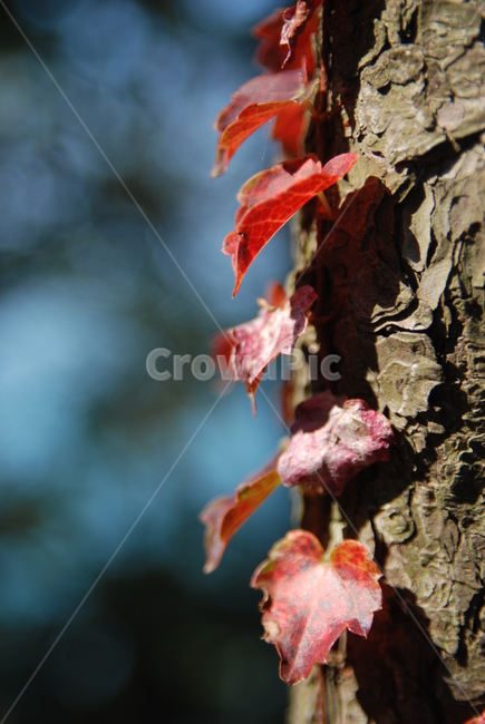 단풍,나무,가을,잎,빨간,가을,계절,fall,autumn,season,식물,자연,plants,nature,plant,leaf,tree