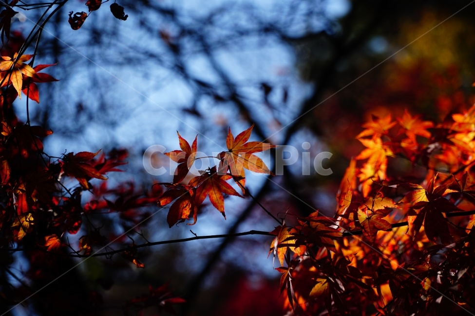 가을,낙엽,계절,fall,autumn,자연,nature,감성,느낌,feel,season,이파리,쓸쓸한,쓸쓸하다,쌀쌀하다,쌀쌀한,춥다,추운,단풍,단풍잎,컨셉,콘셉,concept,tree,11월,풍경,landscape,한국자연,잎사귀,식물,plants,가을,계절,fall,autumn,season,식물,자연,plants,nature,leaf,잎,plant,나무