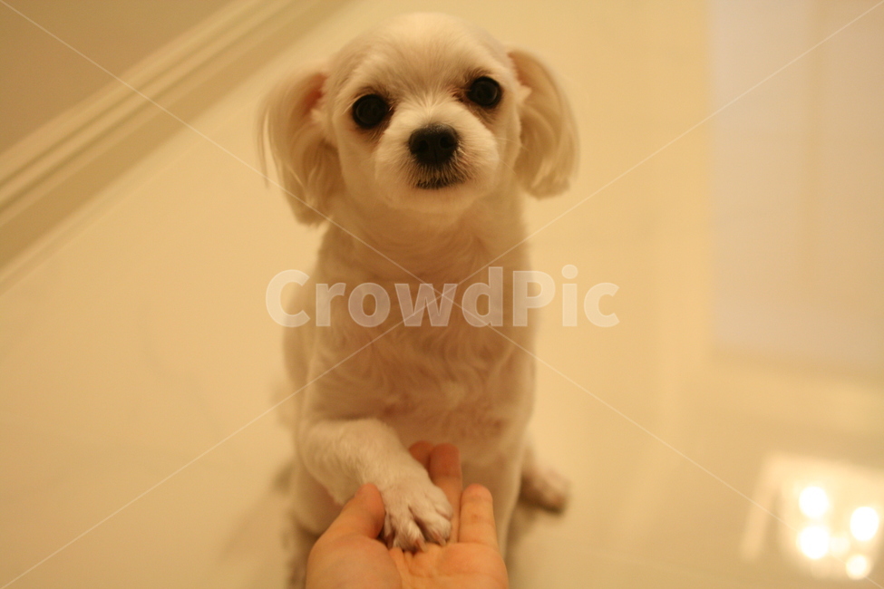 강아지,반려견,말티즈,dog,maltese,paw,손,감성,가족,개,동물,animal,sensible