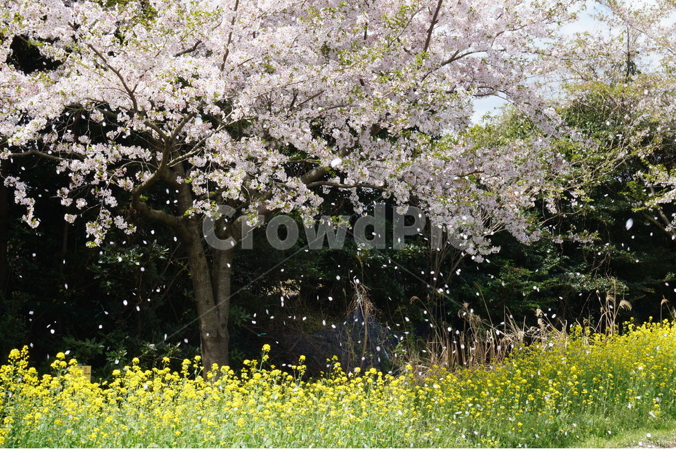 봄꽃,유채꽃,제주도,벚꽃,풍경사진,봄,계절,spring,season,자연,풍경,nature,landscape,식물,plants,나무,trees,wood,plant,flower,꽃,blossom