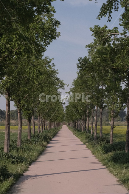감성,자연,나무,숲길,편안함,자연,풍경,nature,landscape,식물,plants,나무,trees,wood,tree,plant,path,통로