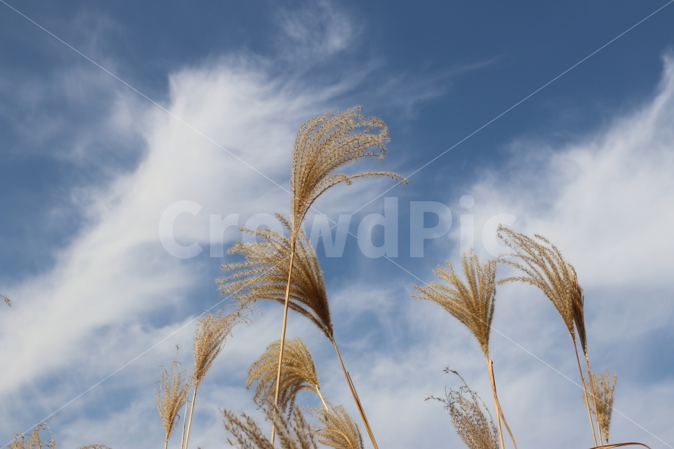 갈대,가을,하늘,풍경,가을풍경,가을,계절,fall,autumn,season,식물,자연,plants,nature,grass,잔디,plant