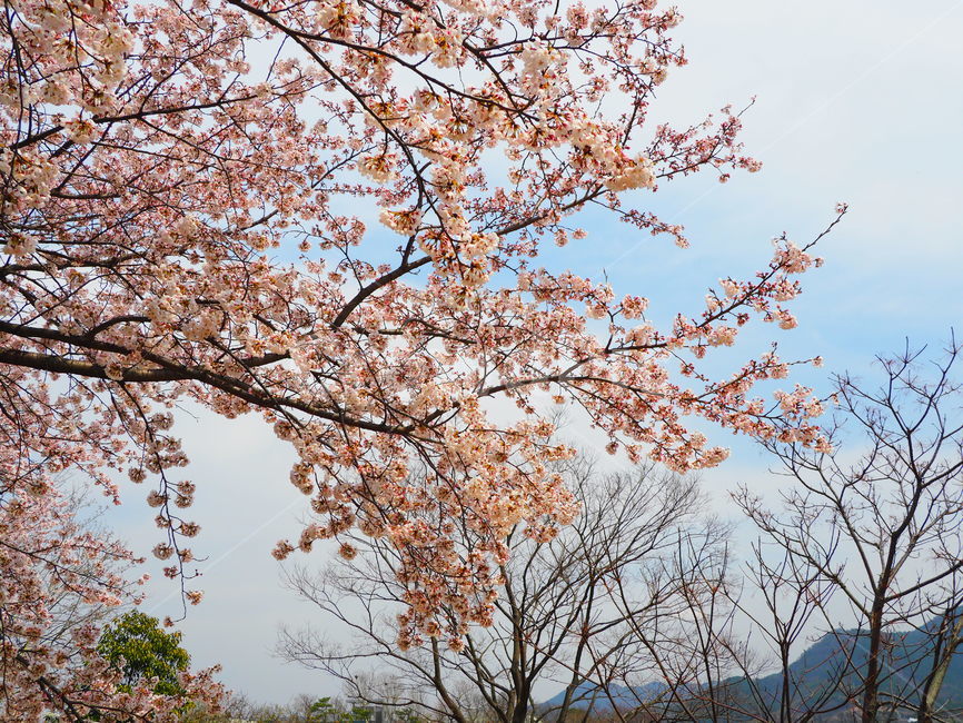 spring,pink,Cherry Blossom,warmth,Freshness,full bloom,Sunny