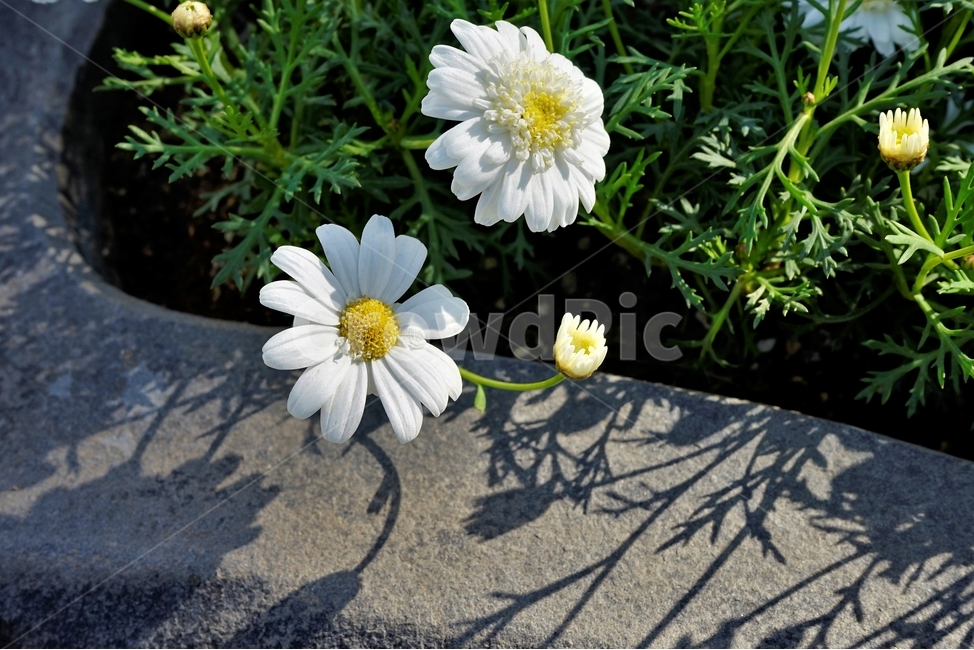 bloom,colorful,floral,flower,gardenflowers,happymind,life,nature,plant,spring,봄,정원,가드닝,원예,원예식물,화려,식물,꽃,garden,scent,healing,white,흰,하양