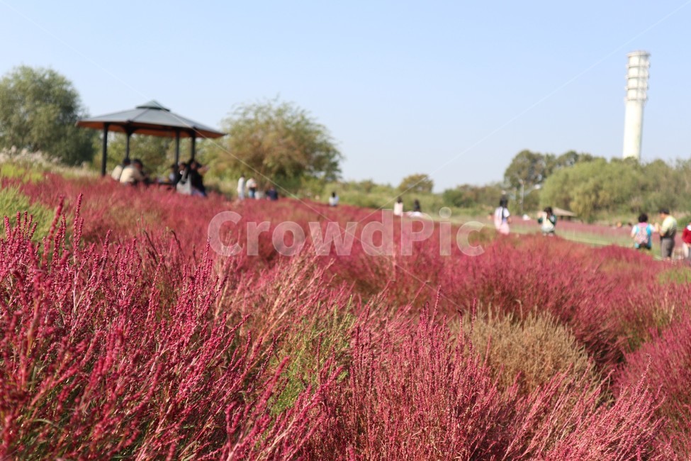 하늘공원,하늘,공원,핑크뮬리,댑싸리,식물,풀,가을풍경,가을,plant,grass,풍경,분홍,분홍색,핑크,분위기