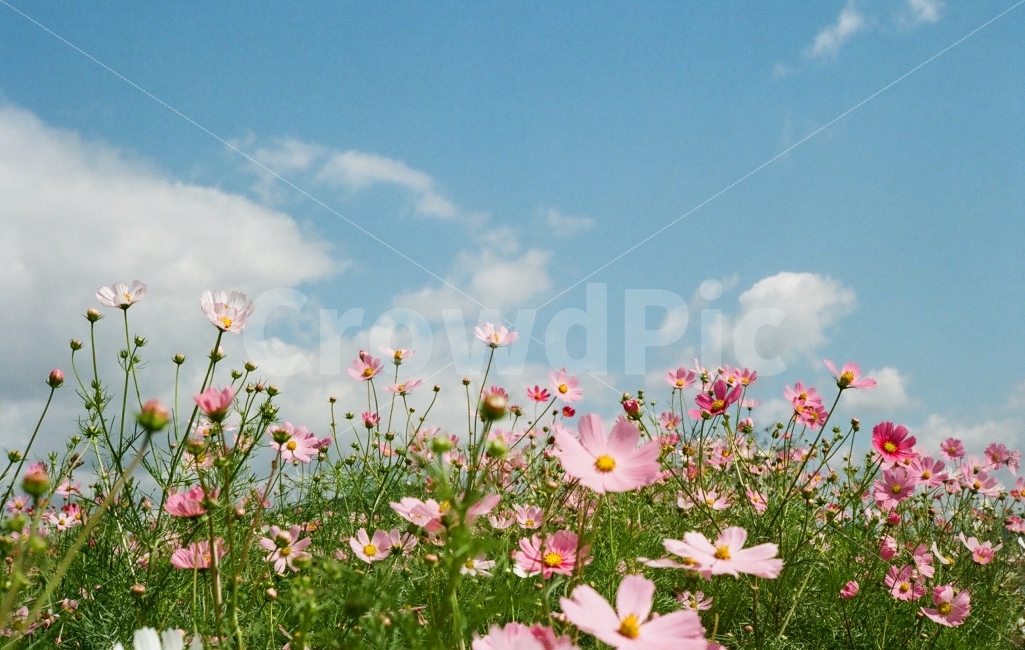 Haedo Cosmos,cosmos field,load,autumn,Cosmos,flower