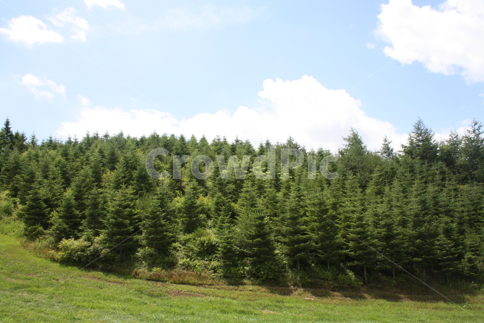 양때목장,숲,식물,잔디,갈대,목장,tree,나무,자연,풍경,nature,landscape,plant,fir,전나무