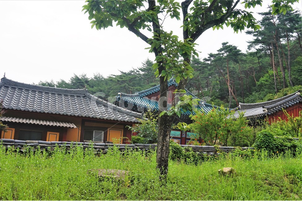 기와,사찰,절,나무,temple,tree,nature,한국전통,한국문화,korean traditional,korean culture,건축물,건물외관,exterior,building,structure,architecture,construction