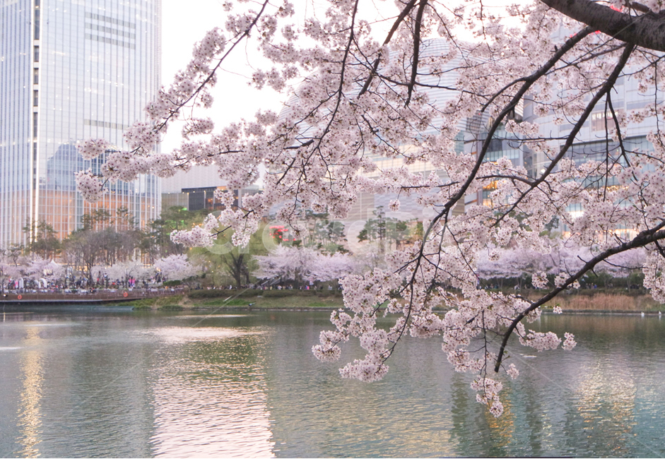 벚꽃,석촌호수,벚꽃놀이,꽃놀이,봄꽃,cherryblossom,flower,spring,봄,봄,계절,spring,season,도시,풍경,city,landscape,한국도시풍경,한국도시경관,korea cityscape,식물,자연,plants,nature,꽃,flower,plant,blossom,cherry blossom