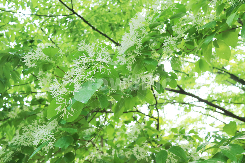 꽃,야생화,흰꽃,하얀꽃,식물,자연,봄,식물,자연,plants,nature
