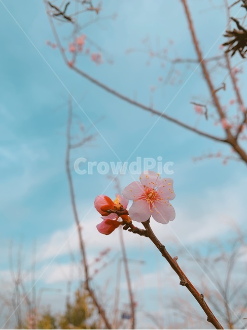 벚꽃,하늘,나무,감성,꽃,봄,계절,spring,season,식물,자연,plants,nature,꽃,flower,plant