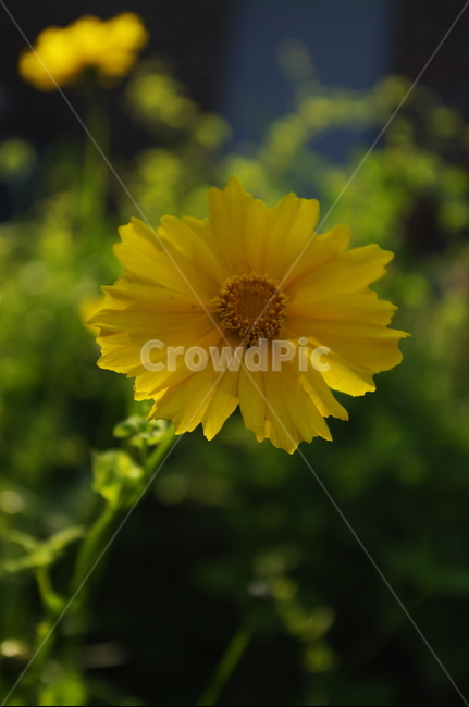 금계국,꽃,flower,식물,plant,자연,nature
