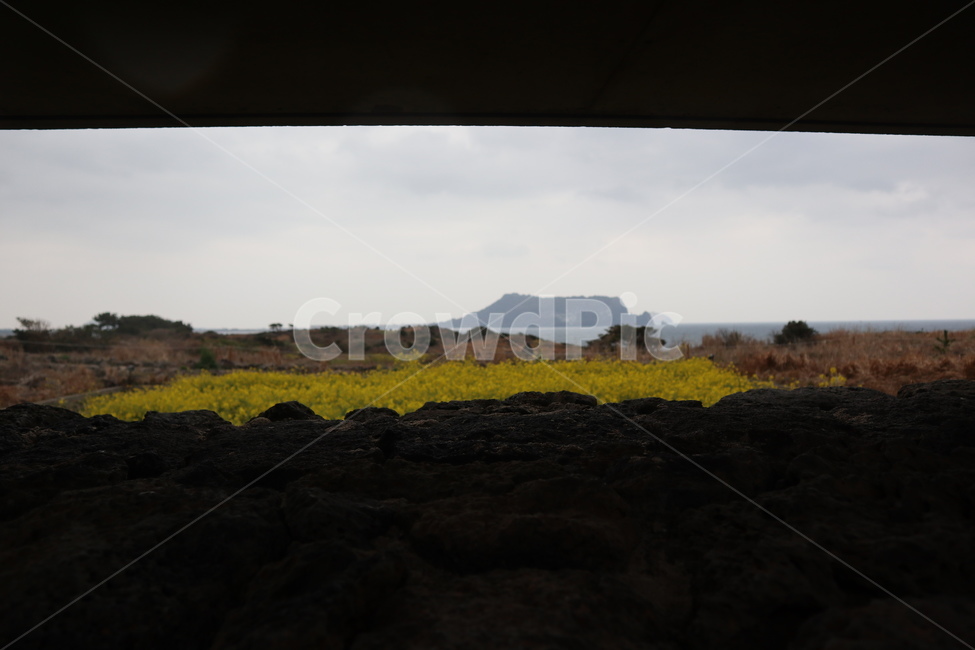 제주도,봄,유채꽃,따뜻함,꽃,섭지코지,봄,계절,spring,season,자연,풍경,nature,landscape