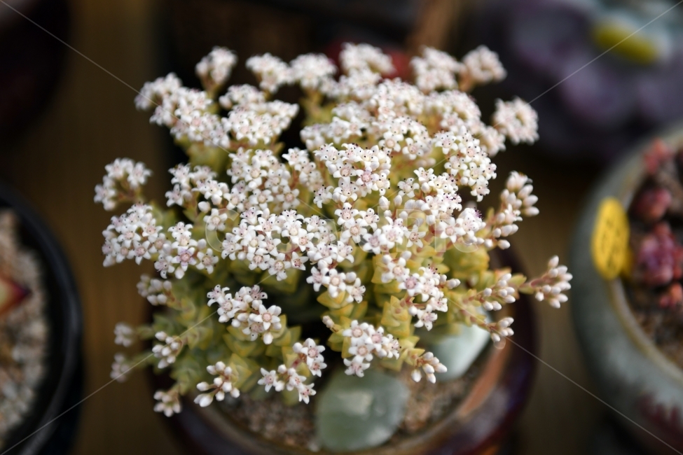 다육이,다육,다육식물,화분,식물,화초,배경,자연,plants,취미,그린,환경,키우기,아름다운,화려한,생명,생활,background,식물,자연,plants,nature