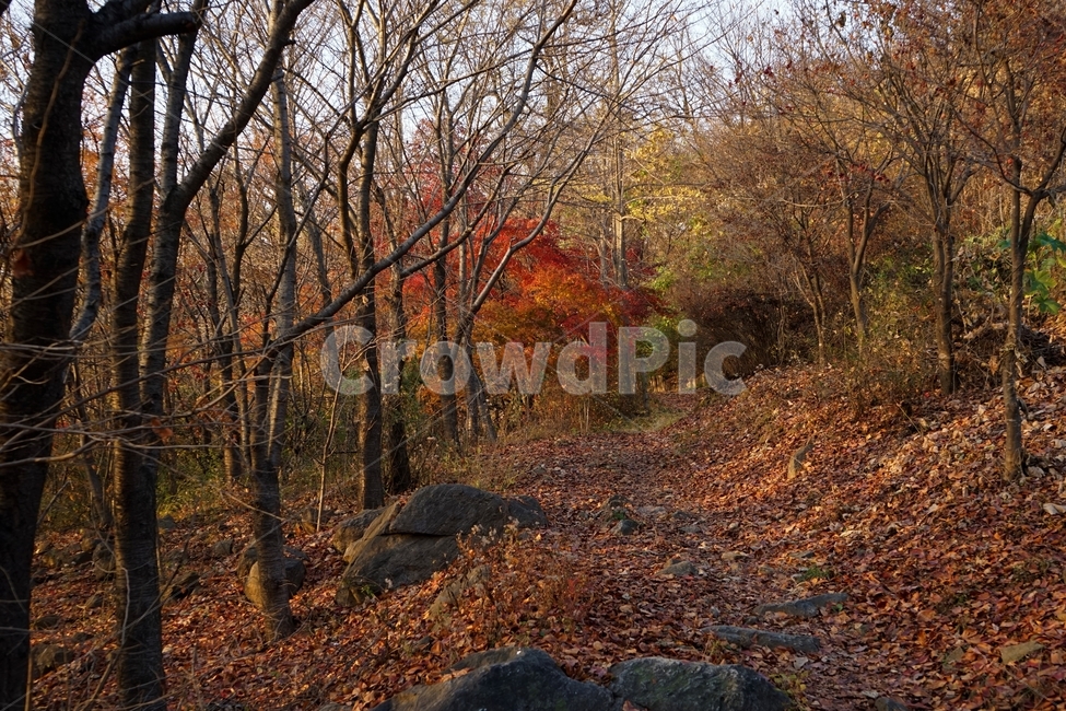 가을,계절,낙엽,단풍,자연,단풍나무,화려함,가을풍경,autumn,fall,autumnleaves,plant,nature,나무,븕은색,maple,red,season,colorful,느낌,감성,trees,branches,울긋불긋,자연fall,tree,landscape,가을,계절,fall,autumn,season,자연,풍경,nature,landscape,식물,plants,나무,trees,wood,ground,바닥