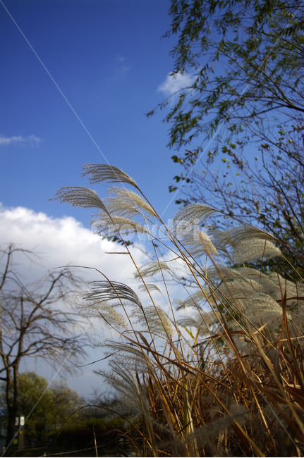 가을,나무,억새,식물,autumn,가을,계절,fall,autumn,season,grass,잔디,plant,lawn,animal,동물,bird,새