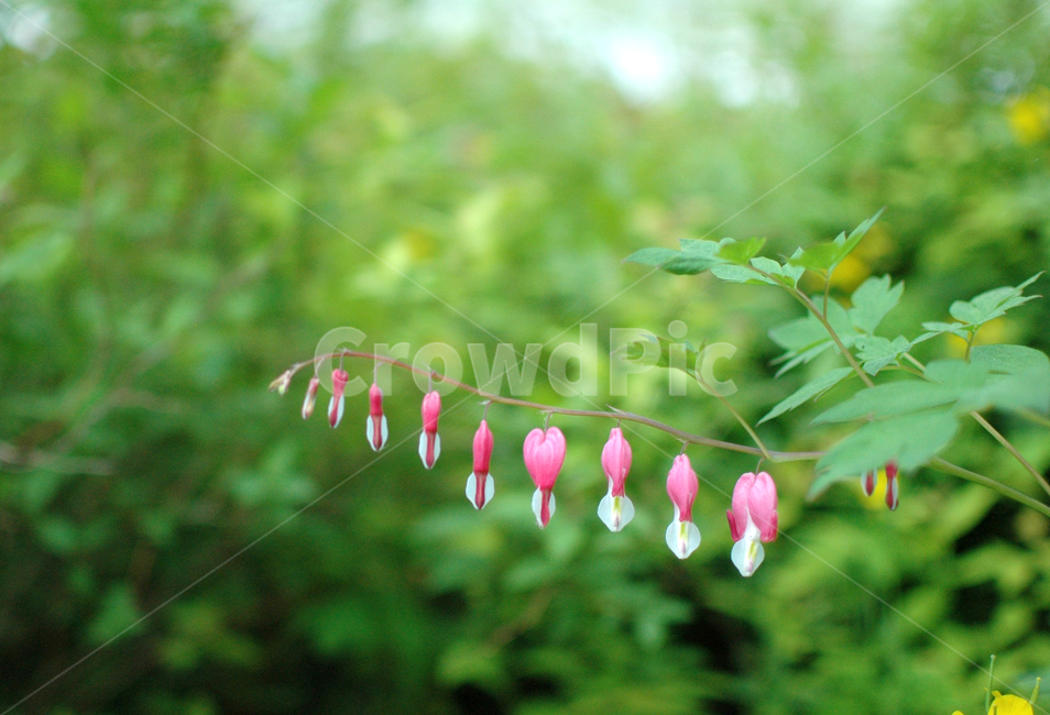 금낭화,자연,꽃,봄꽃,들꽃,식물,자연,plants,nature,꽃,flower