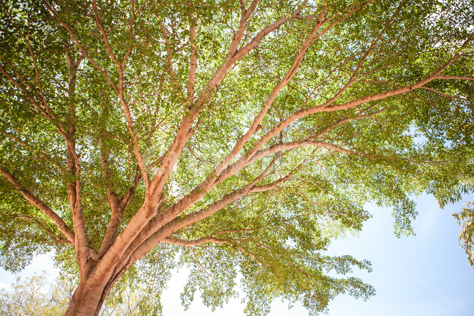 나무,그늘,휴식,나뭇잎,하늘,식물,자연,plants,nature,나무,trees,wood