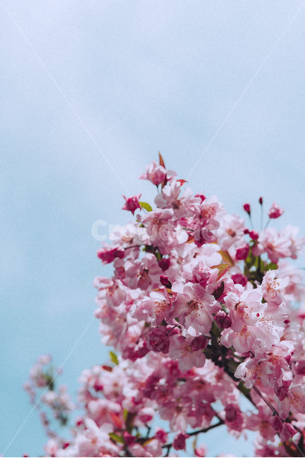 봄,꽃,봄꽃,나무,분홍,spring,flower,nature,자연,plant,식물,pink,감성,봄,계절,spring,season,blossom