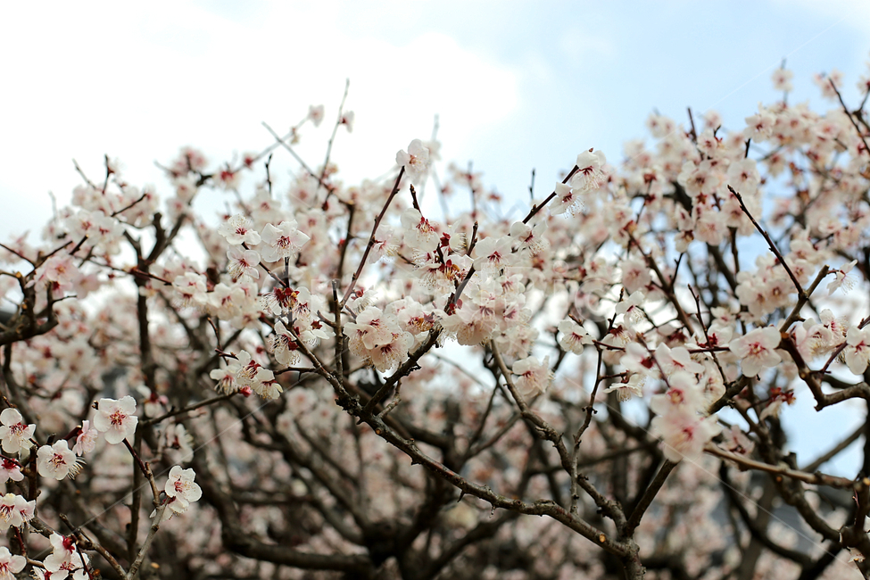 매화꽃,매화,flower,하늘,sky,꽃,봄,계절,spring,season,plant,식물,blossom