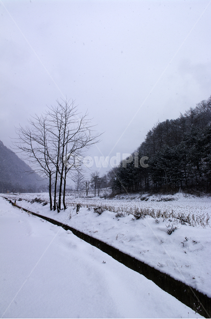 나무,식물,plant,겨울,winnter,설경,눈,겨울,계절,winter,season,자연,풍경,nature,landscape,outdoors,옥외,snow