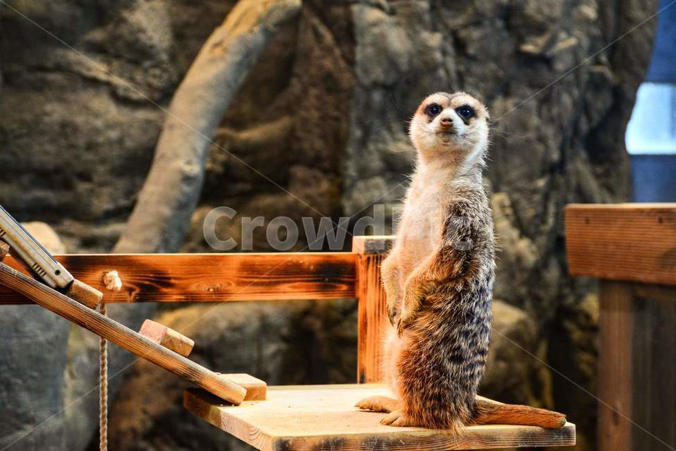 미어캣,동물,귀여움,갈색,동물원,동물,animal,포유류,mammal