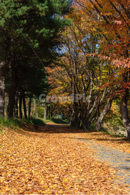 가을,단풍,낙엽,레드,붉은,빨강,나뭇잎,가을,계절,fall,autumn,season,자연,풍경,nature,landscape,tree,나무,plant,식물,tree trunk,나무 줄기