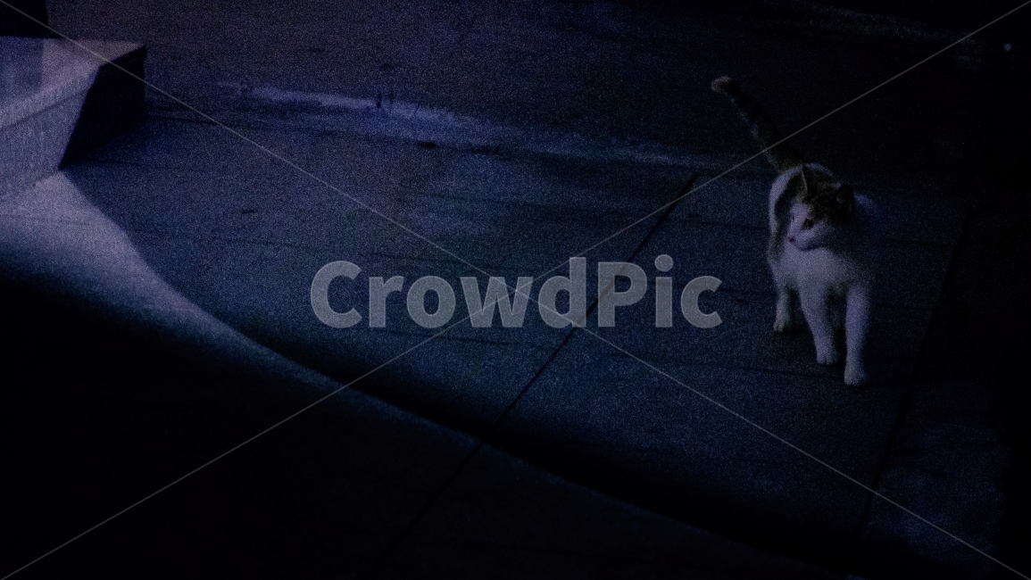 cat,Street,animal,dinner,Almost